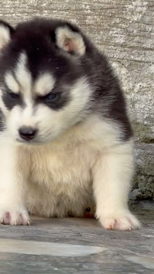 Siberian Husky Puppy | Black & White Color, farm video