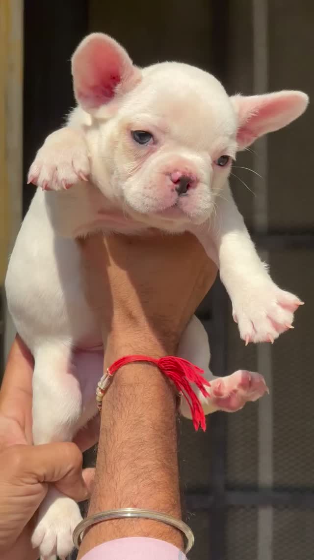 French Bulldog Puppy, farm video