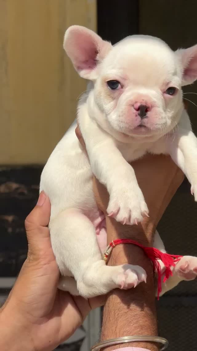 French Bulldog Puppy, farm video