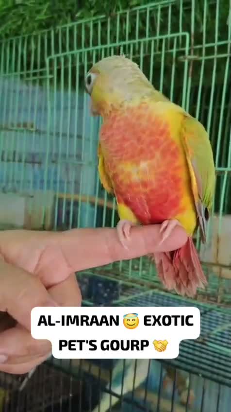 Red-rumped Parakeet, farm video