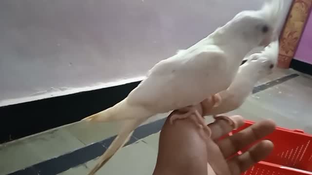 Cockatiel, farm video