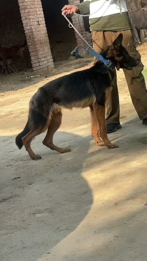 German Shepherd Puppy, farm video