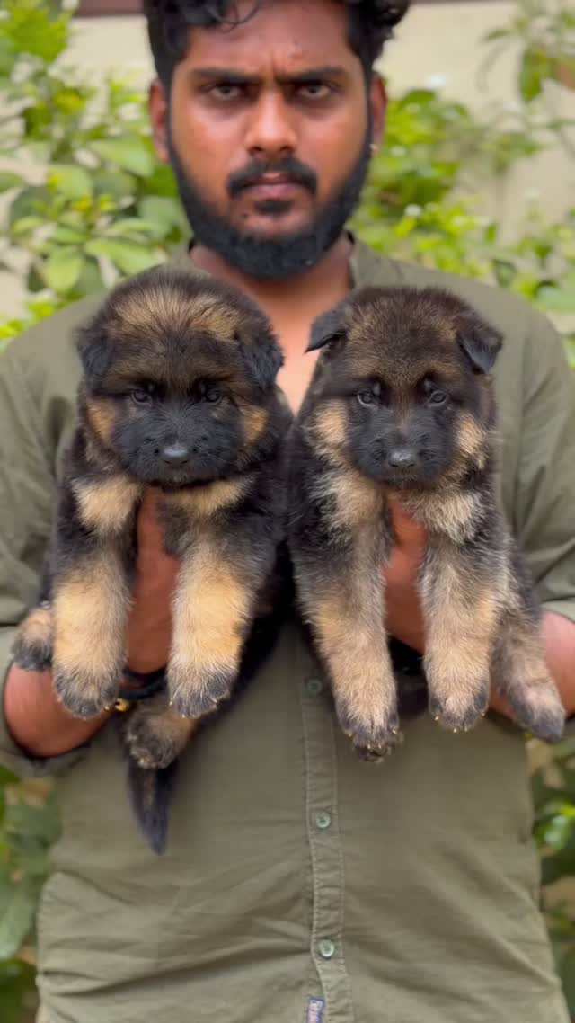 German Shepherd Puppy, farm video