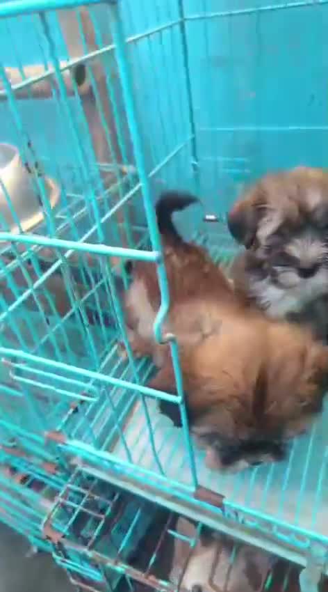 Lhasa Apso Puppies, farm video