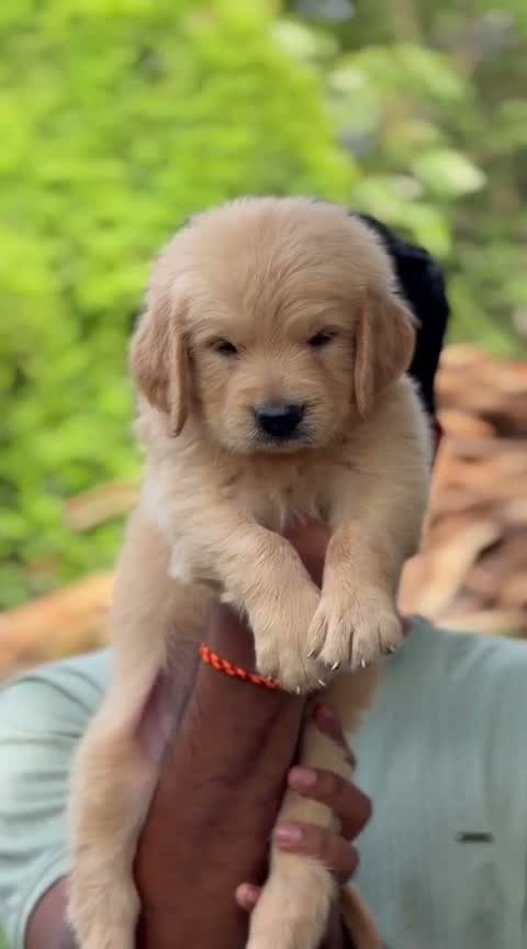 Golden Retriever, farm video