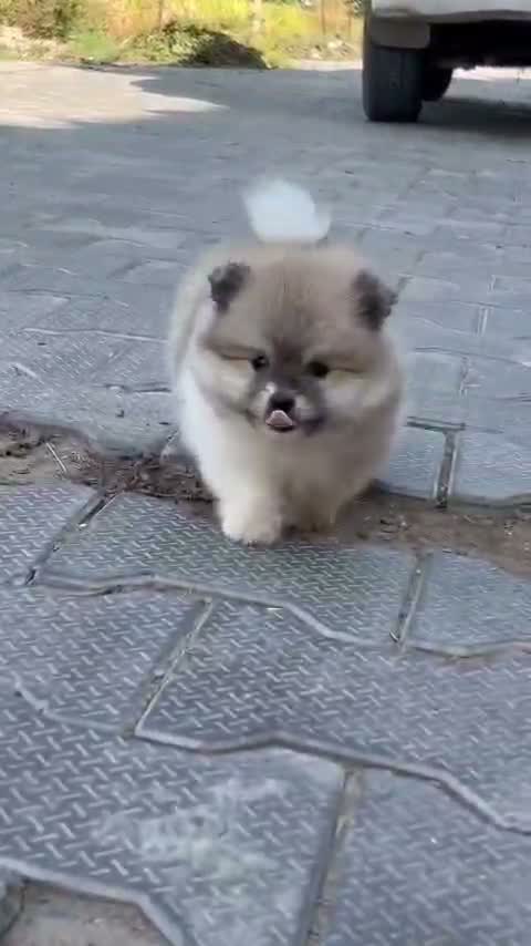 Culture Pom Puppy, farm video
