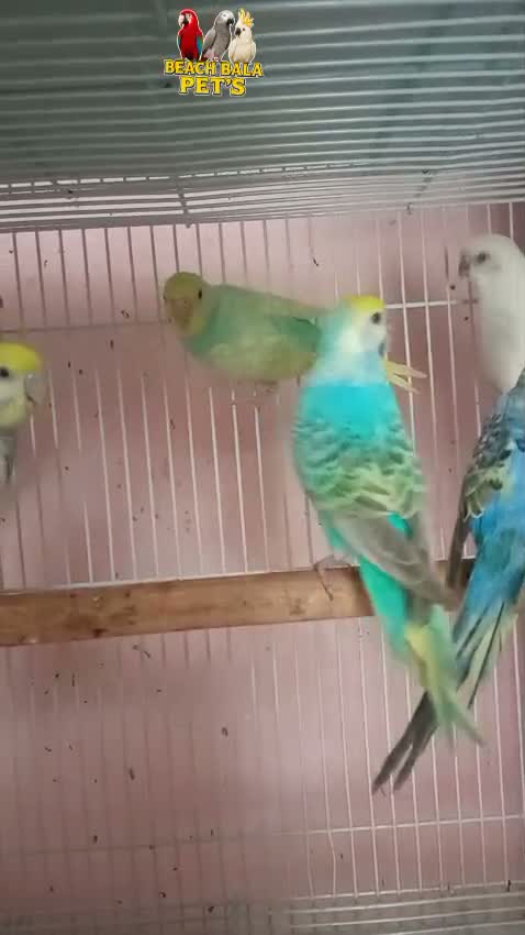 Red-rumped Parakeet, farm video