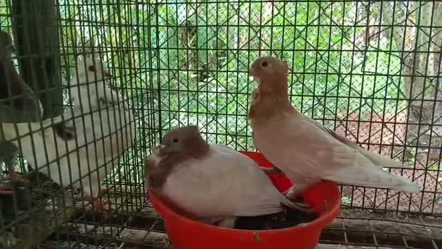 Frillback Pigeon, farm video