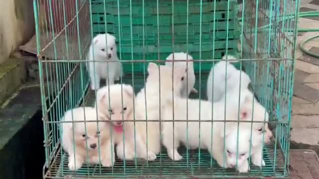 Culture Pom Puppy, farm video