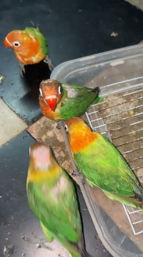 African Love Birds, farm video