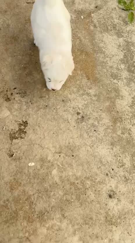 Culture Pom Puppy, farm video
