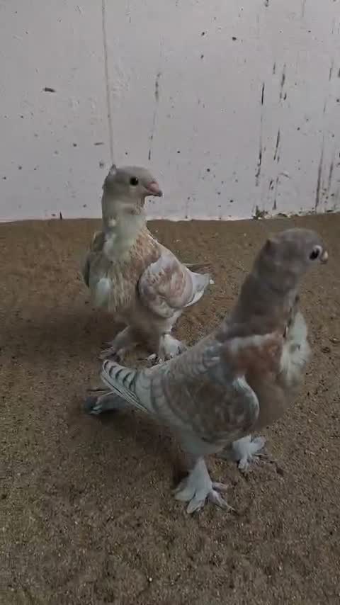 Frillback Pigeon, farm video