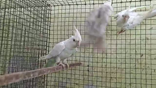 Cockatiel | Pied, farm video