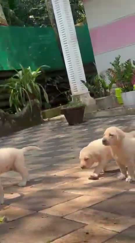 Beagle Black & Tan Puppy, farm video