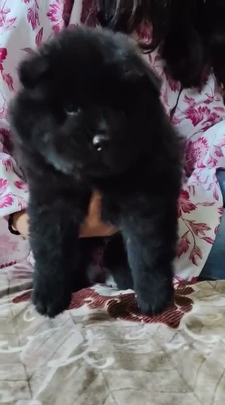 Chow Chow Puppies, farm video