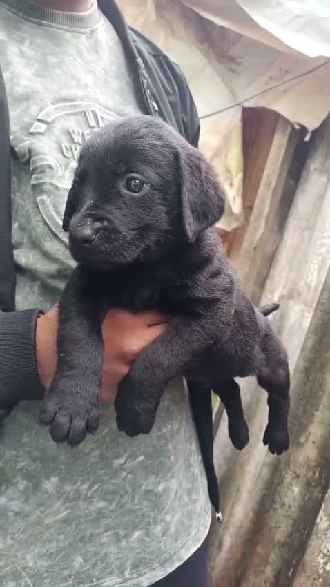 Beagle Black & Tan Puppy, farm video