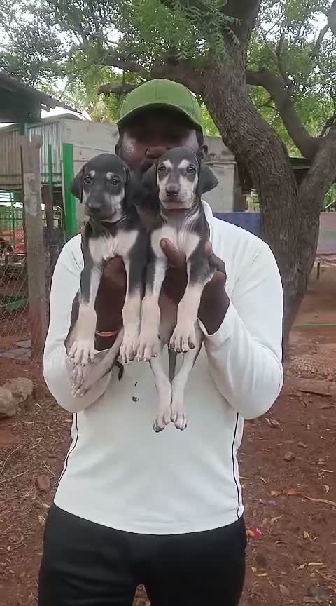 Kanni Puppy, farm video