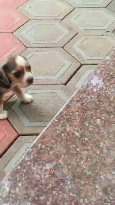 Beagle Black & Tan Puppy, farm video