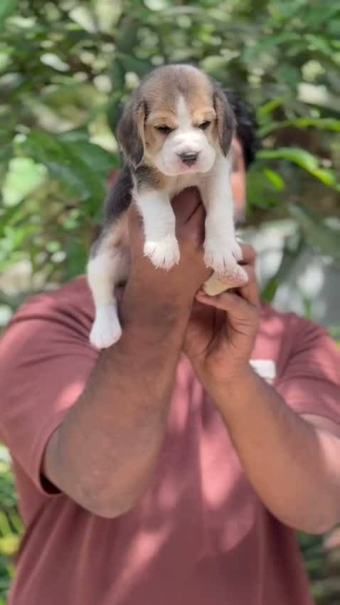 Beagle Black & Tan Puppy, farm video