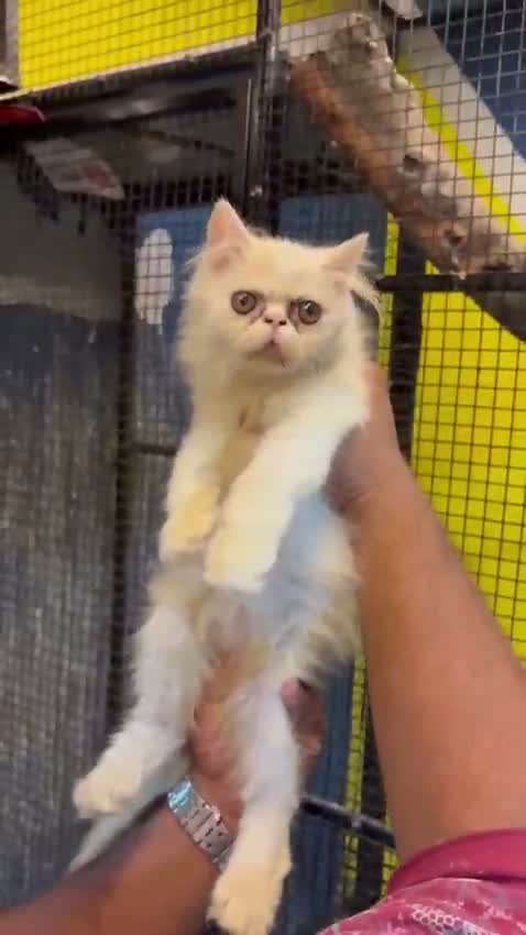 Persian, farm video