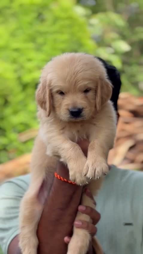 Golden Retriever, farm video