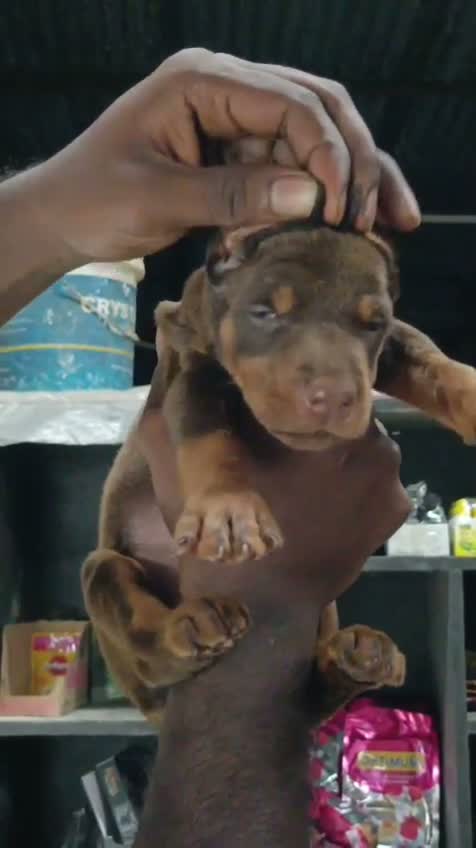 Doberman Pinscher Puppy | Brown & Tan, farm video