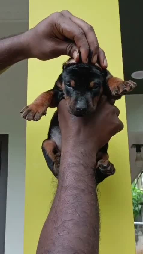 Doberman Pinscher Puppy | Brown & Tan, farm video