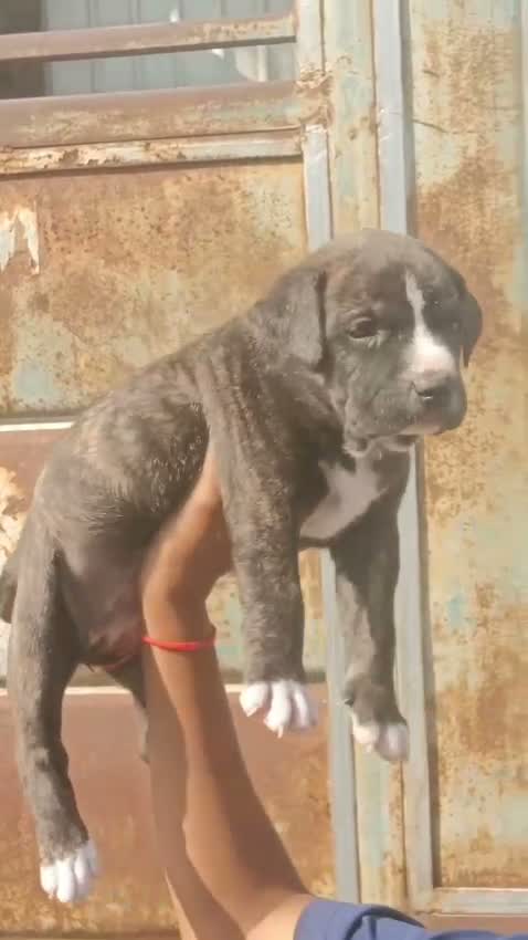Pitbull Terrier Puppy, farm video