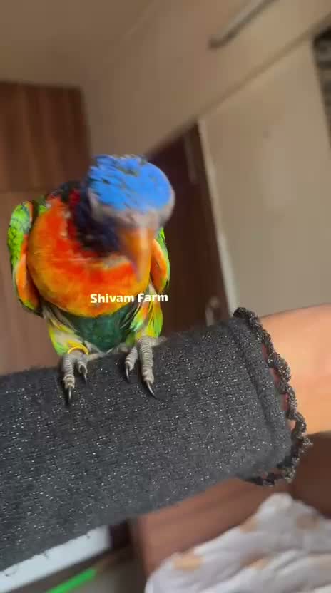 Chattering Lorikeet, farm video