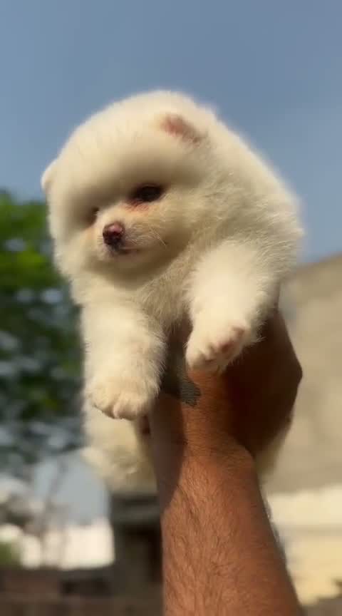 Pomeranian Puppy, farm video