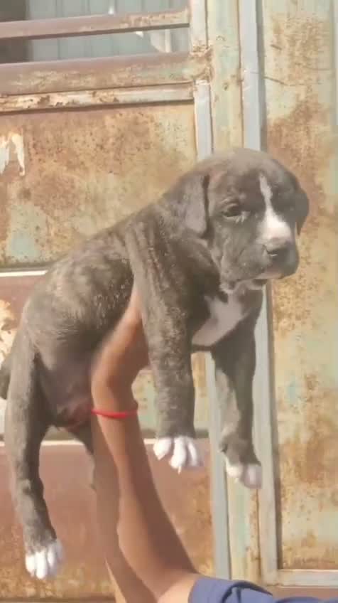 Pitbull Terrier Puppy, farm video
