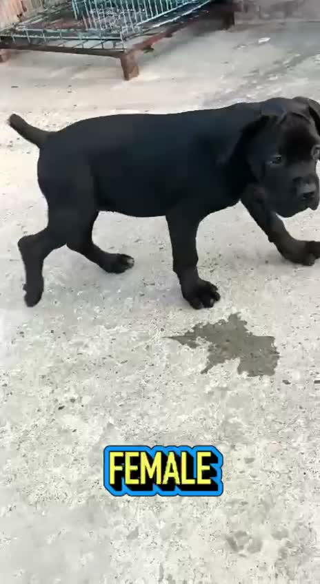 Cane Corso Puppy | Brindle, farm video
