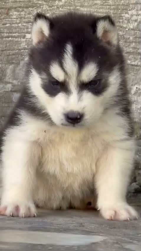 Siberian Husky Puppy | Black & White Color, farm video