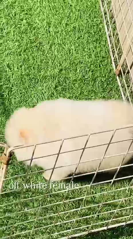 Toy Poodle Puppy, farm video