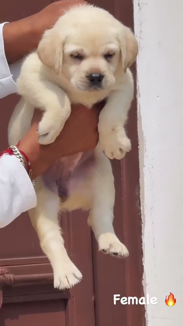 Beagle Black & Tan Puppy, farm video