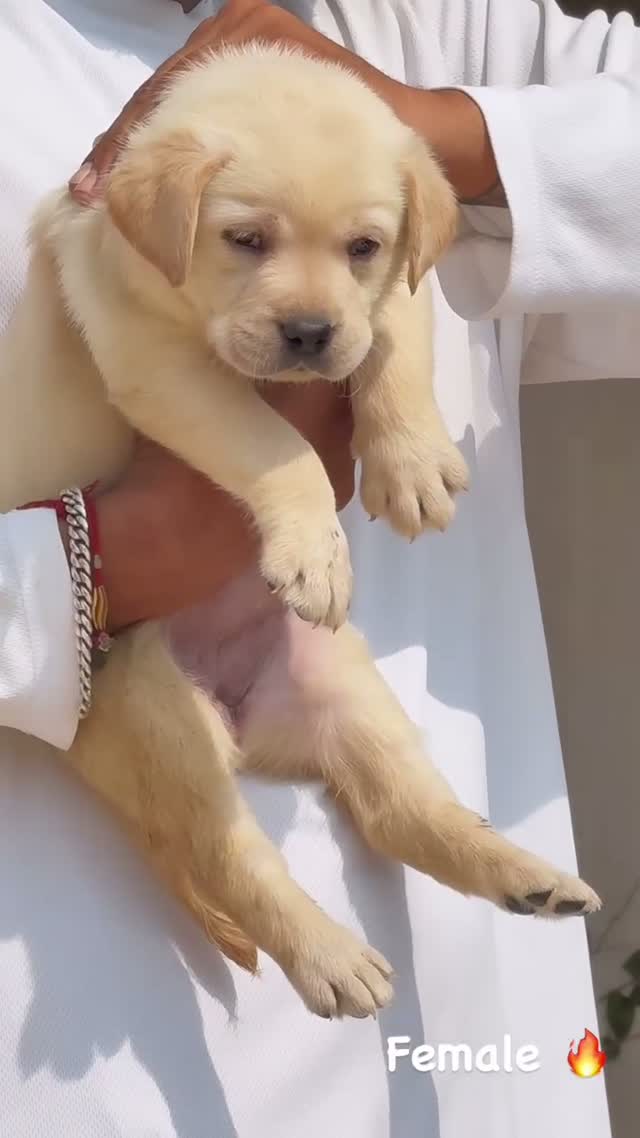 Beagle Black & Tan Puppy, farm video