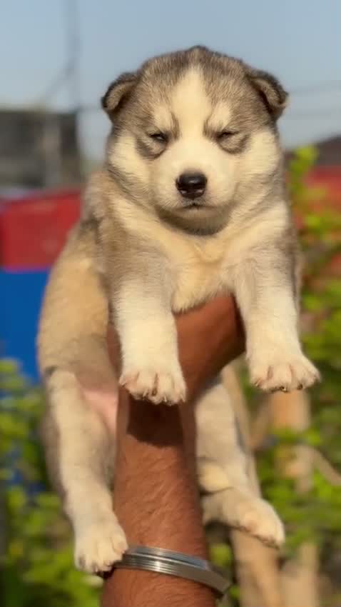 Siberian Husky Puppy | Black & White Color, farm video