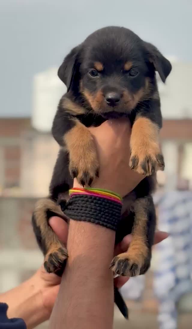 Rottweiler Puppy, farm video