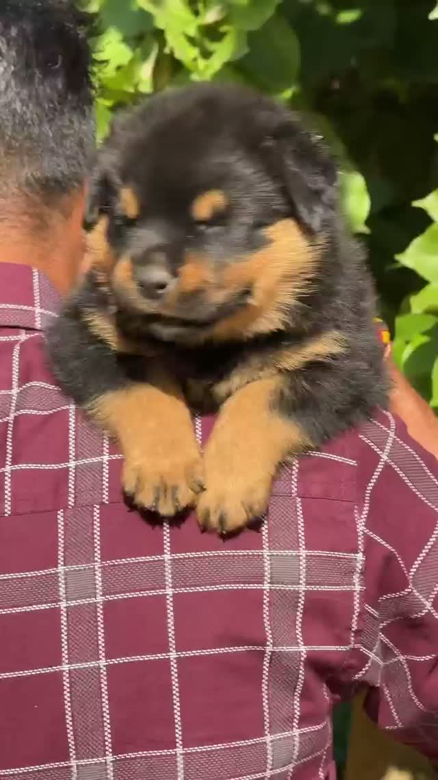 Rottweiler Puppy, farm video