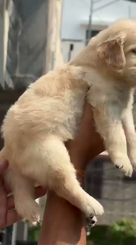 Golden Retriever, farm video