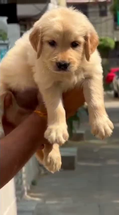 Golden Retriever, farm video