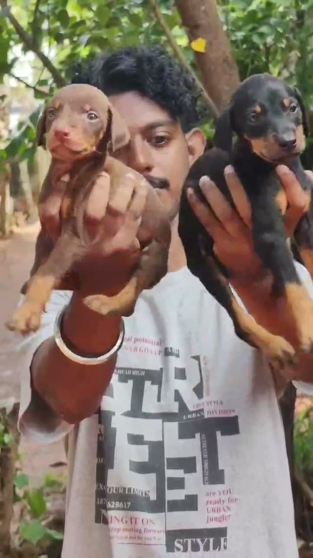Doberman Pinscher Puppy | Brown & Tan, farm video