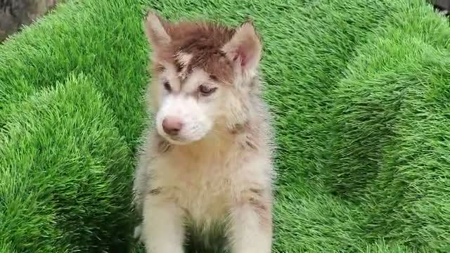 Siberian Husky Puppy | Black & White Color, farm video