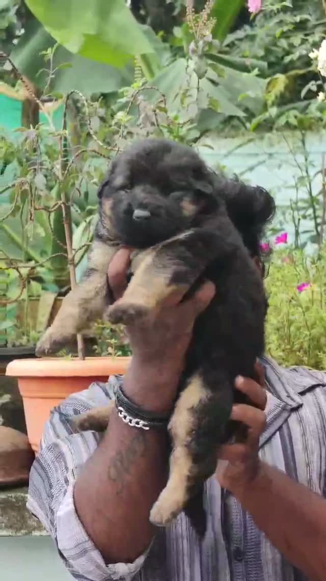 German Shepherd Puppy, farm video