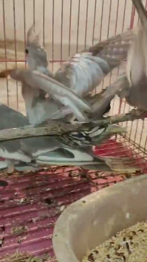 Cockatiel, farm video