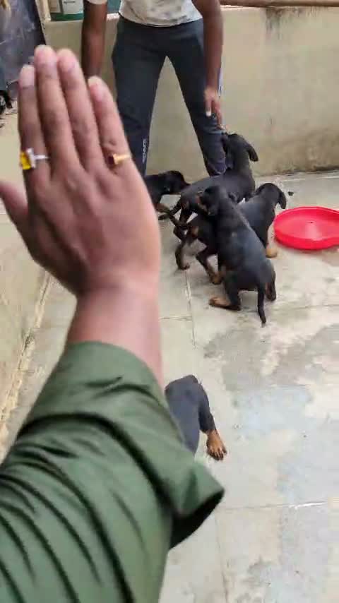 Dachshund Puppy | Brown, farm video