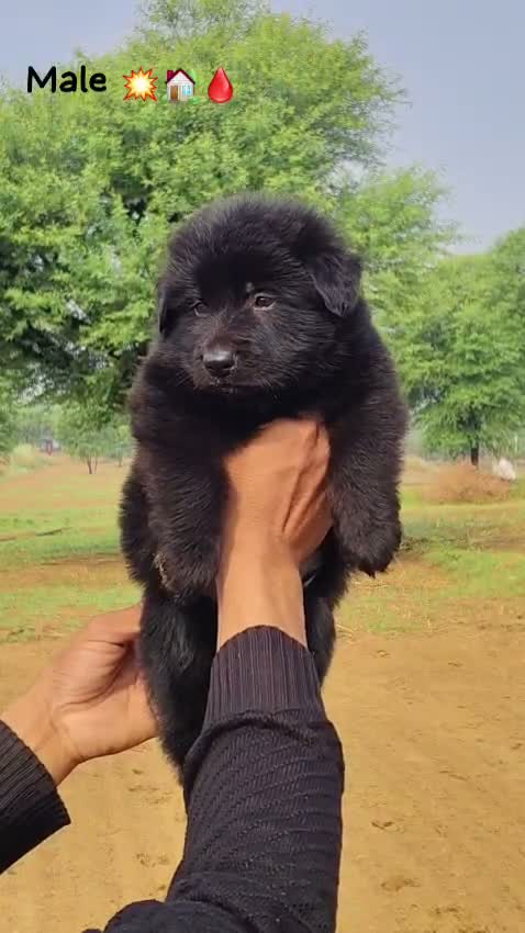 German Shepherd Puppy, farm video