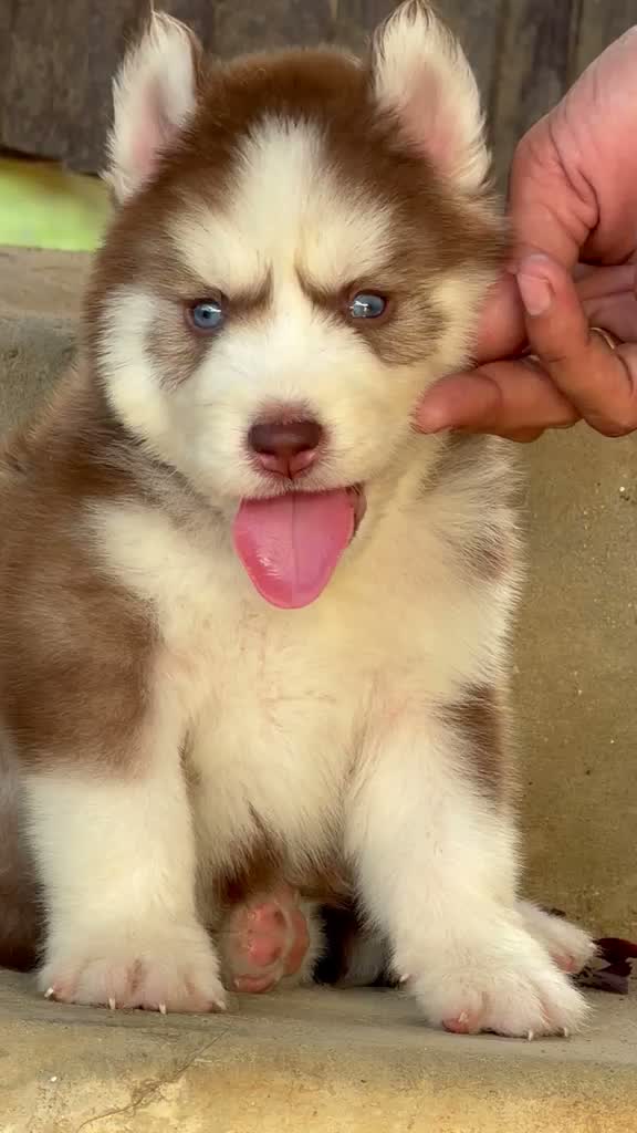 Siberian Husky Puppy | Black & White Color, farm video