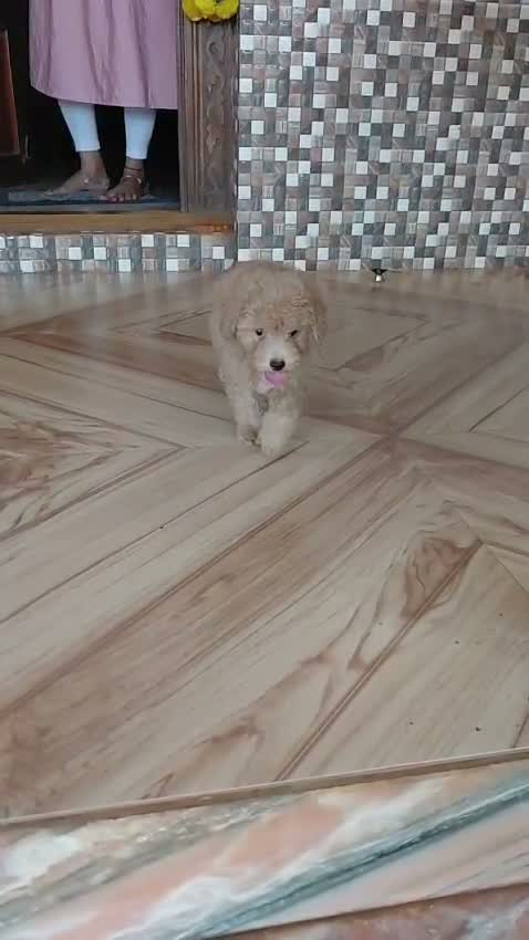 Maltipoo Puppy, farm video