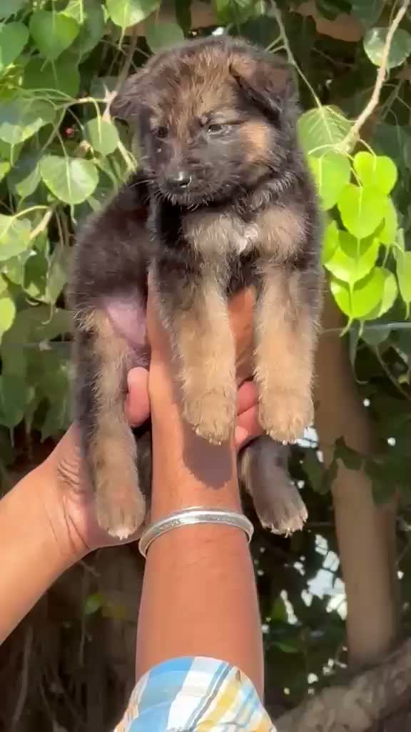 German Shepherd Puppy, farm video